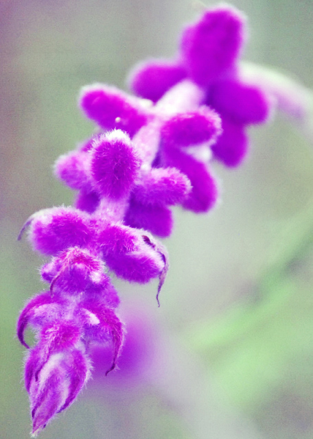 03-30-13_ Flowers_Broomrape е-400010001.JPG