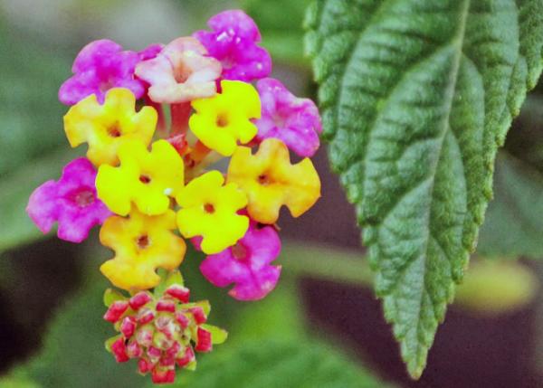 03-30-13_ Flowers_West Indian Lantana ӧ0001.JPG