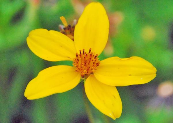 03-30-13_ Flowers_Tickseed 𼦾-600010001.JPG