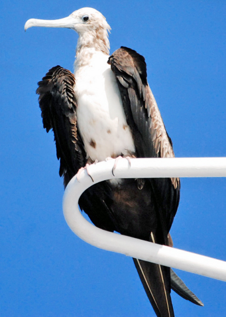 03-31-13_ Great Frigate_Juvenile 00010001.JPG