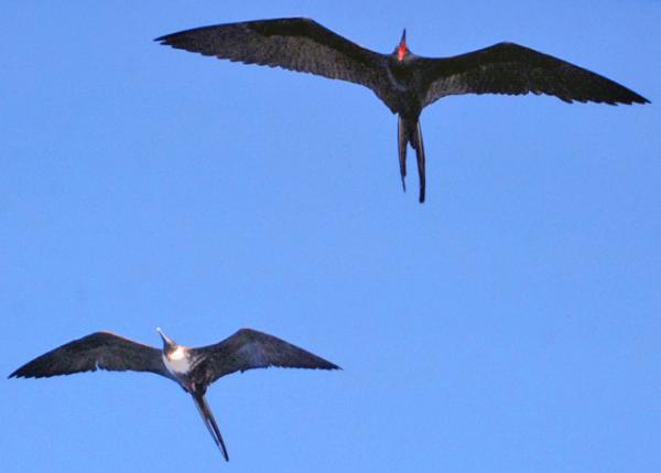 03-31-13_ Great & Nazca Frigatebird -100010001.JPG