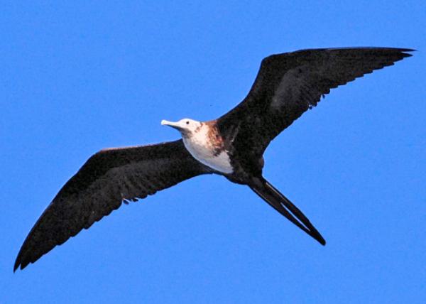 03-31-13_ Blue-footed Booby_Female С0001.JPG