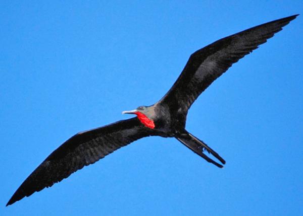 03-31-13_ Great Frigate-300010001.JPG