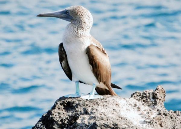 04-04-13_ Blue-footed Booby a Symbol of Creativity & Dreaming 00010001.JPG