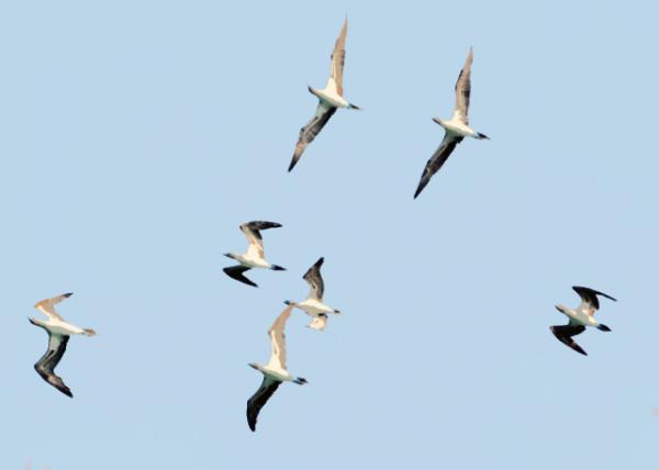04-02-13_ Blue-footed Boobies00010001.JPG