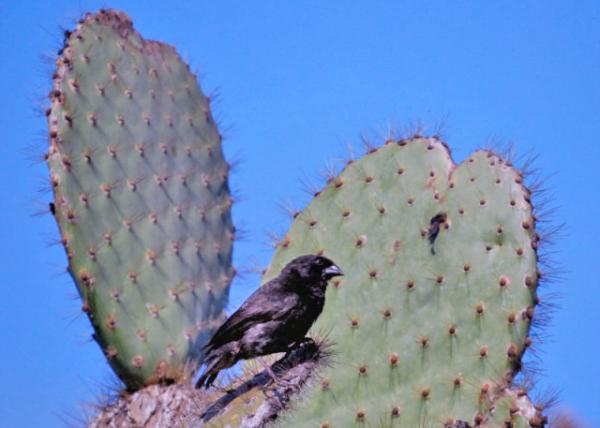 04-01-13_ Large Ground Finch ȸ0001.JPG