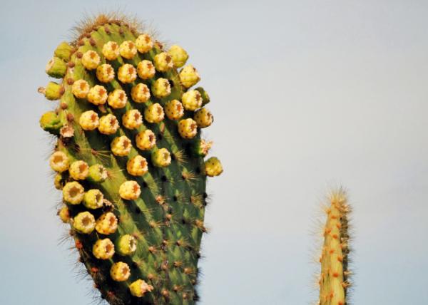 04-01-13_ Giant Prickly Pear Cactus Flower ƻ-50001.JPG