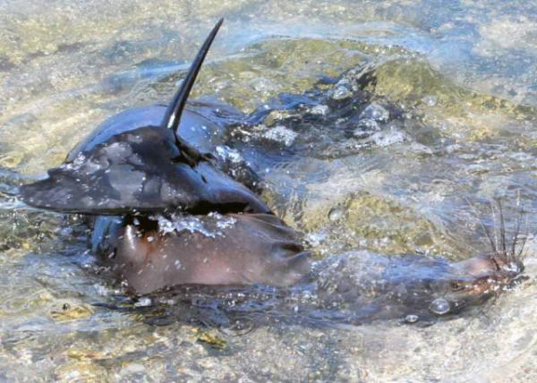 04-01-13_ Fur Sea Lion -40001.JPG