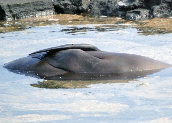 04-01-13_ Fur Seal -10001.JPG