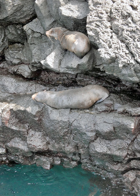 04-01-13_ Fur Sea Lion Inhabiting the Waters around Cousins Rock-100001.JPG