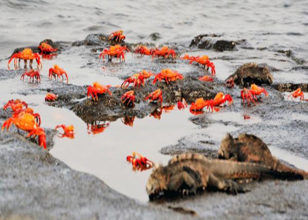 04-01-13_ Sally Lightfoot Crab & Marine Iguana ʯз뺣-40001.JPG