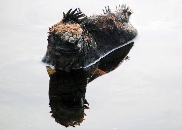 04-01-13_ Marine Iguana -100001.JPG