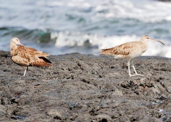 04-01-13_ Whimbrels  -20001.JPG
