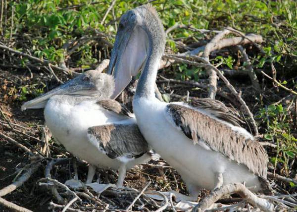 03-28-13_ Galpagos Brown Pelican -3.JPG
