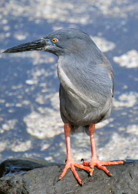04-01-13_ Lava Heron -10001.JPG