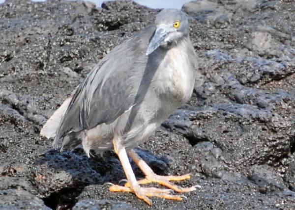 04-01-13_ Yellow-Crowned Night Heron ƶҹ0001.JPG