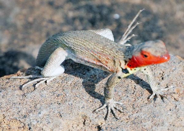 04-01-13_ Lava Lizard_Female -40001.JPG