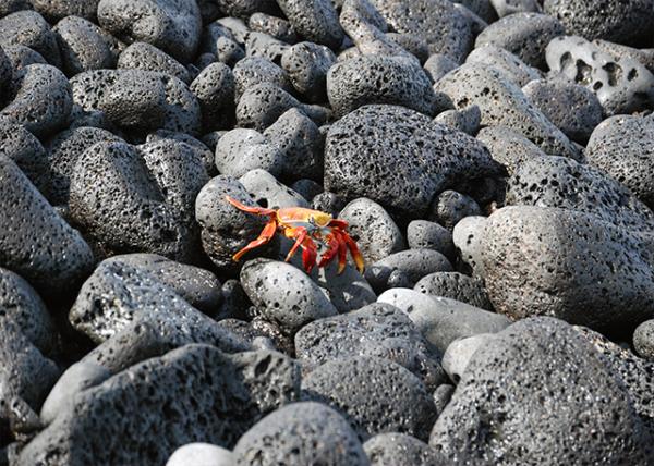 04-01-13_ Santiago Is_Scoria, a Porous, Dark Volcanic Rock Rich in Gas Bubbles.JPG