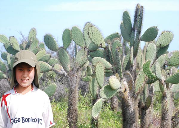 04-01-13_ Giant Prickly Pear Cactus Forest 0001.jpg