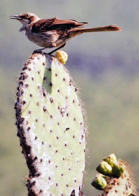 04-01-13_ Mockingbird 0001.JPG