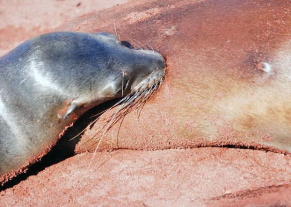 04-01-13_ Fur Seal Pup Sucking Mom's Milk ˱ĸ0001.JPG