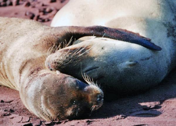 04-01-13_ Fur Seal_Mother & Pup Fur Seals Cuddled up Sleeping ĸӵ˯0001.JPG