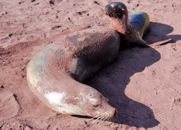 04-01-13_ Fur Seal_Females Bear Only One Pup At A Time ĸһֻһ0001.JPG