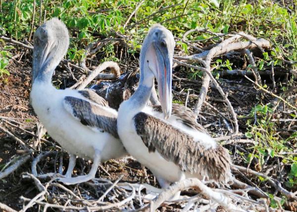 04-01-13_ Brown Pelican-30001.JPG