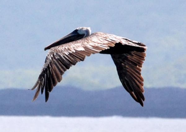 04-01-13_ Brown Pelican in Flight е-50001.JPG