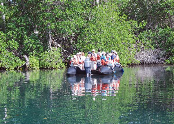 04-02-13_ Elizabeth Bay_Red Mangrove ɫ0001.JPG