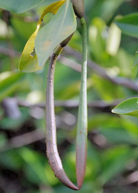04-02-13_ Mangrove Seeds 0001.JPG