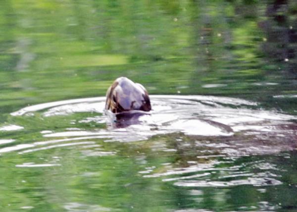 04-02-13_ Sea Turtle 0001.JPG