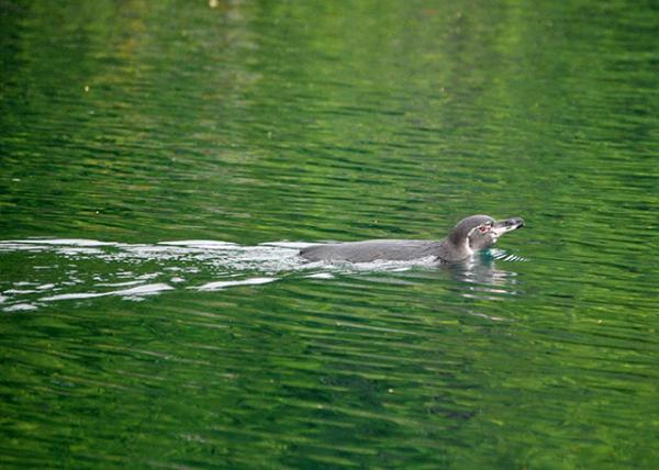04-02-13_ Galapagos Penguin ޹굺0001.JPG