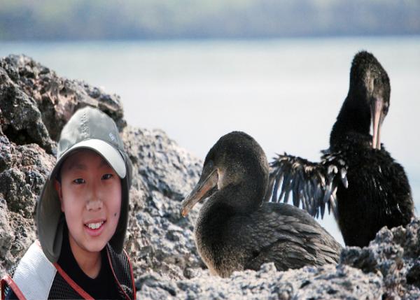 04-02-13_  Flightless Cormorant-10001.jpg