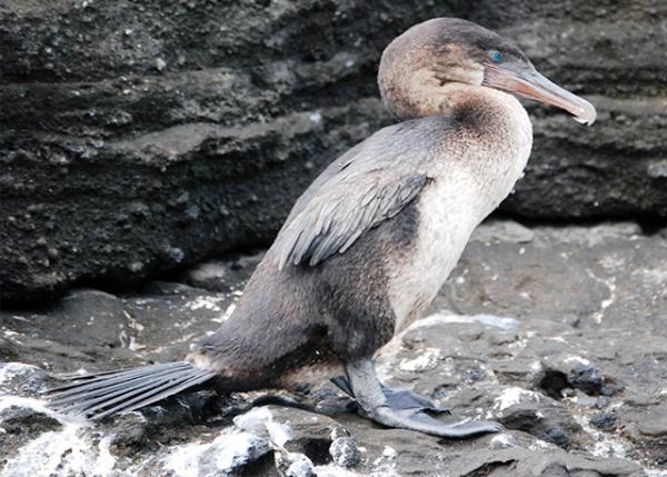 04-02-13_  Flightless Cormorant -10001.jpg