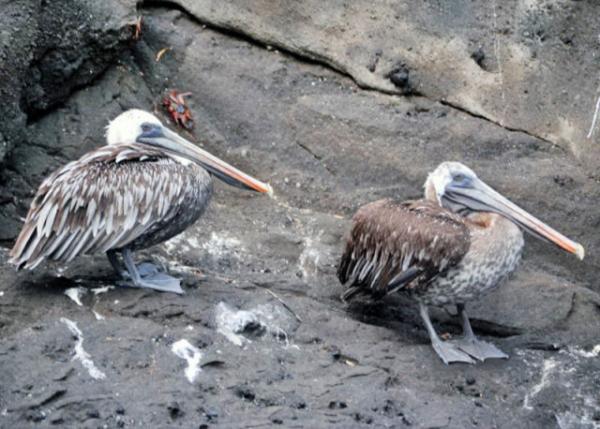 04-02-13_  Pelican-20001.JPG