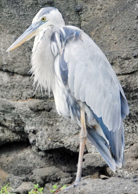 04-02-13_ Bird_Lava Heron Ҳ0001.JPG