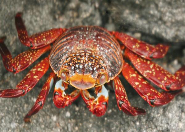 04-02-13_ Sally Lightfoot Crabs ʯз0001.JPG