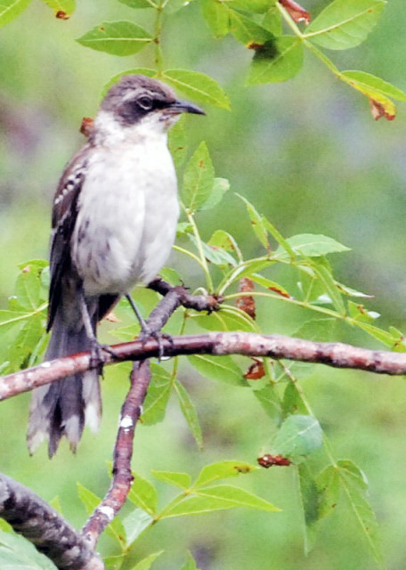 04-02-13_ Bird_Mockingbird -20001.JPG