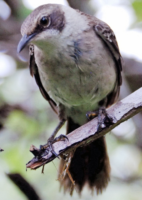 04-02-13_ Bird_Darwin's Finch ȸ0001.JPG