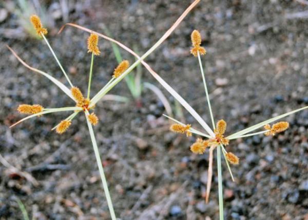 04-02-13_ Plant_Sedges ɯ-10001.JPG