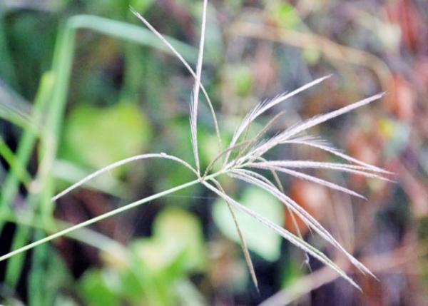 04-02-13_ Plant_Poa 0001.JPG