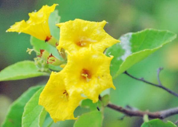 04-02-13_ Plant_Common Mullein ëﻨ0001.JPG
