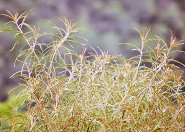 04-02-13_ Plant_Mollugo Carpetweed ײ0001.JPG