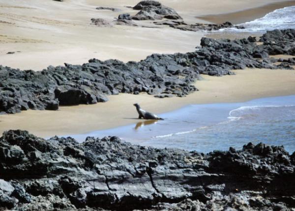04-03-13_ California Sea Lion ݺʨ0001.JPG