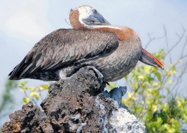 04-03-13_ Brown Pelican 0001.JPG