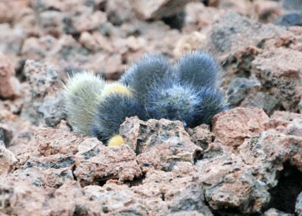 04-03-13_ Bartolom_Lava Cactus_Colonizing Bare Lava ƶ0001.JPG