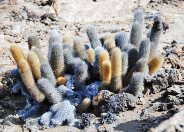 04-03-13_ Bartolom_Lava Cactus_Remains of Flowers w Spines on the Lower Part м0001.JPG