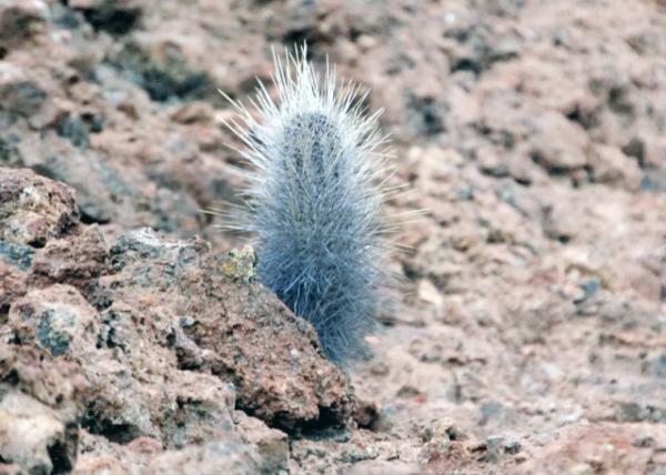 04-03-13_ Bartolom_Lava Cactus_One of the 1st Species to Grow on New Lava Flows ϵ֮һ0001.JPG