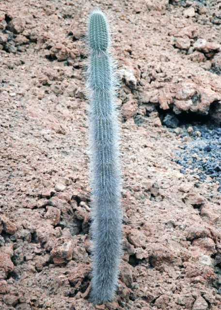 04-03-13_ Bartolom_Lava Cactus_A Leafless Clump-Forming Species Ҷ״0001.JPG